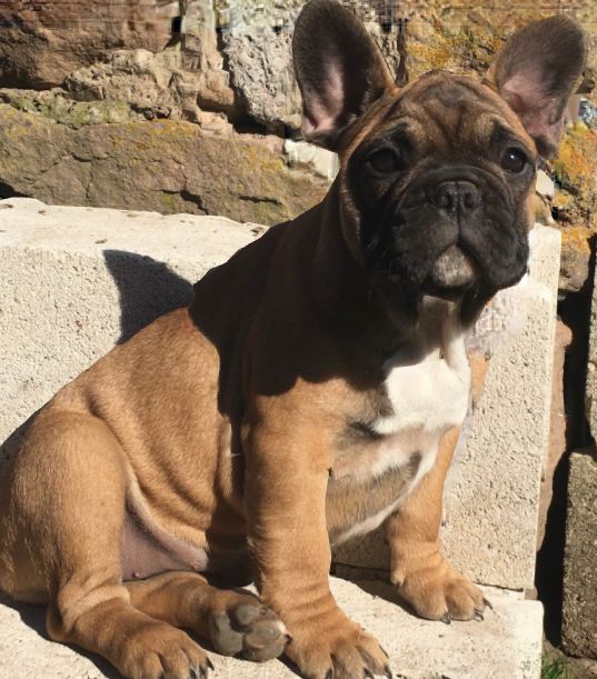 Suprême sakura (Sans Affixe)