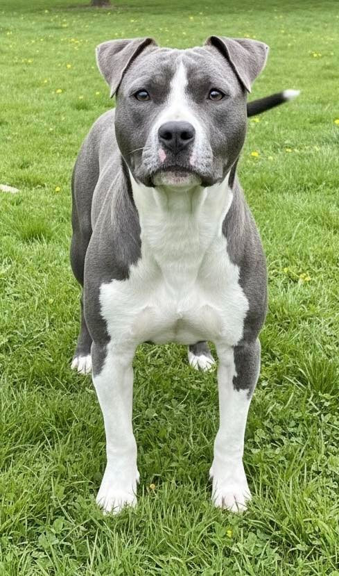 Yuna de L'éclat Du Diamant Bleu