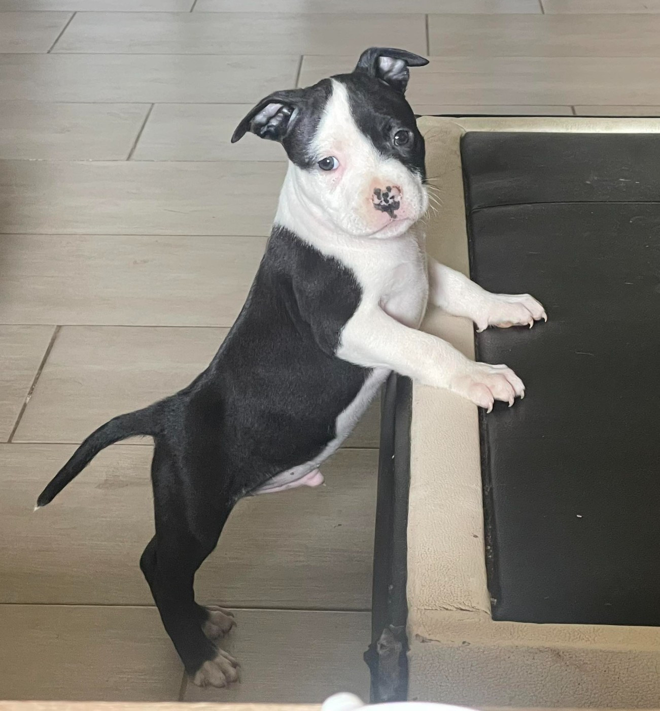 ALL BLACK KING'S LEGEND de L'éclat Du Diamant Bleu