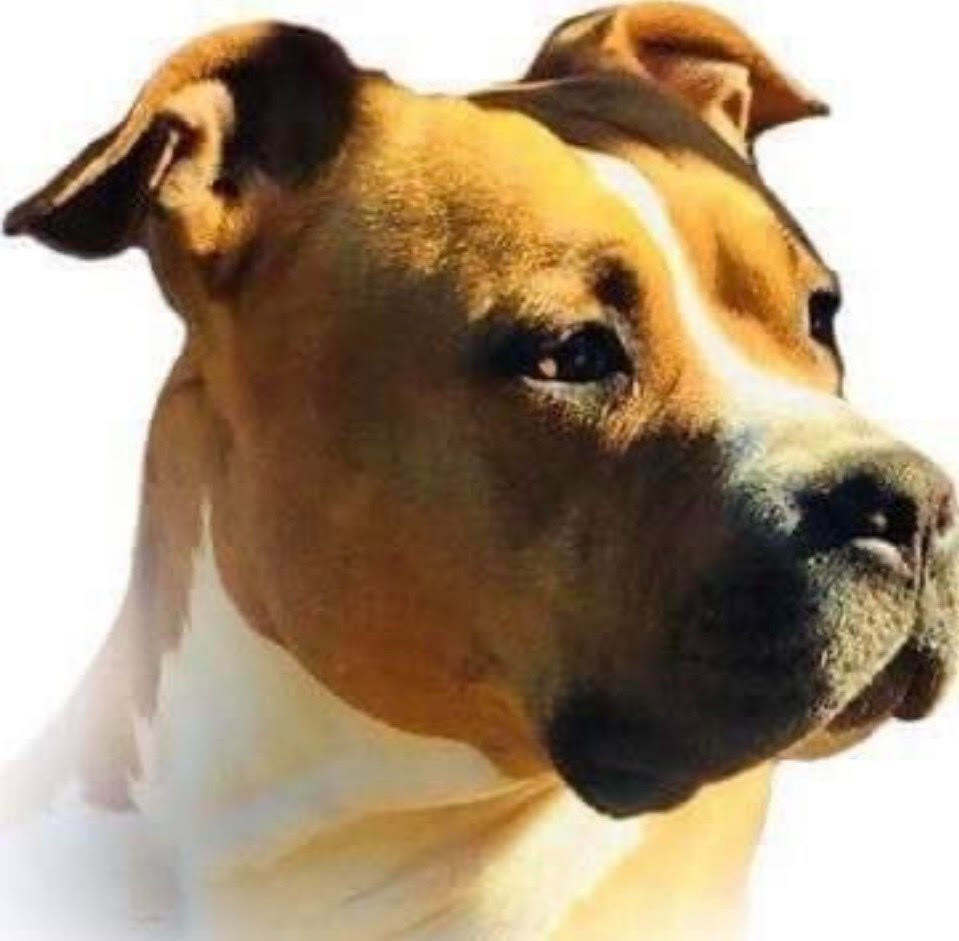 saillie prévu en mars 2026 chiots attendus en mai 2026