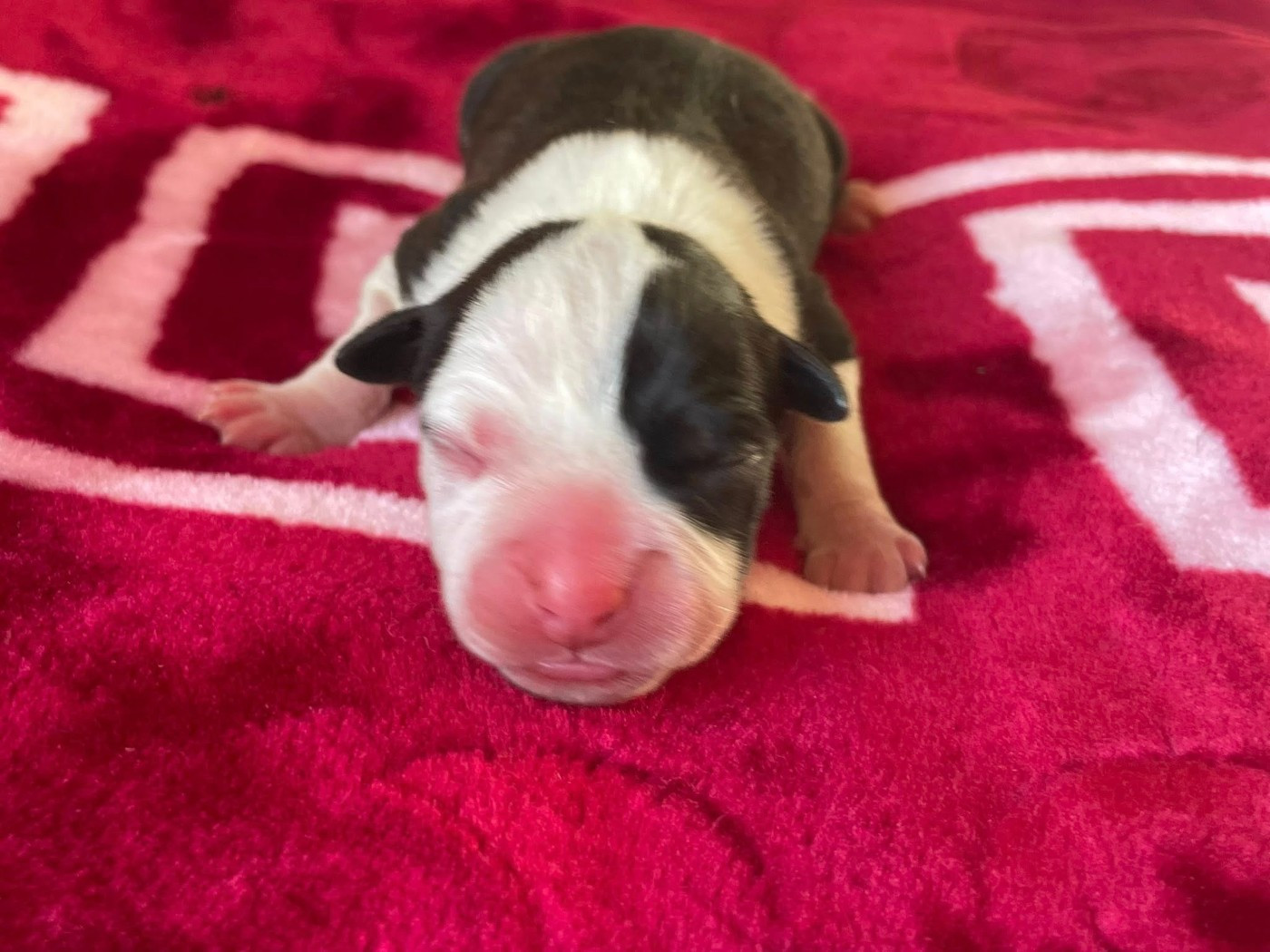 de L'éclat Du Diamant Bleu - American Staffordshire Terrier - Portée née le 05/11/2025